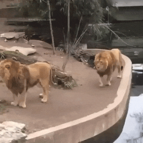 Lions are majestic in funny gifs
