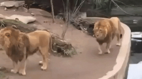 Lions are majestic