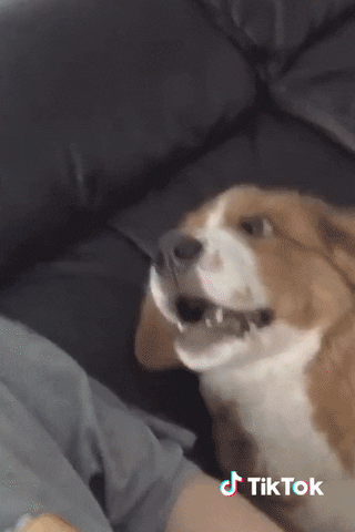 https://media.giphy.com/media/gINJEPRIWPNJEn3RM8/giphy.gif