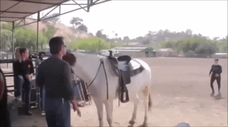 Horse know what to do in funny gifs