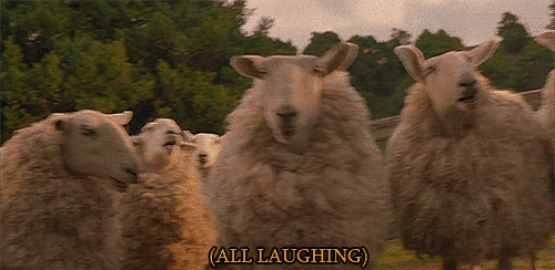 Αποτέλεσμα εικόνας για laughing sheeps animated gifs