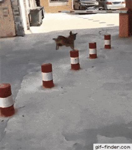 Talented Dog Jumping Onto Concrete Bollards
