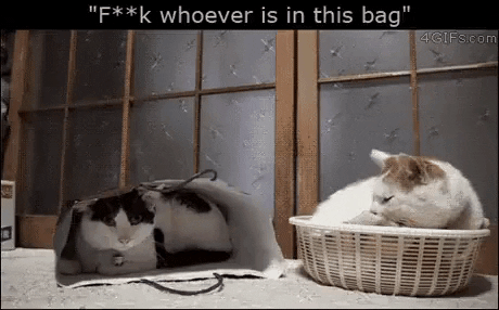 Cats are something else in cat gifs