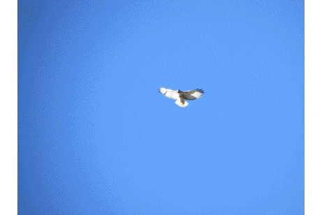 Birds GIF - Find & Share on GIPHY