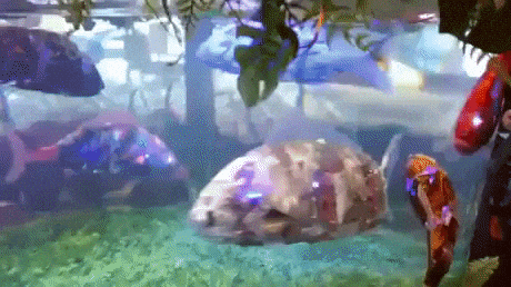 Robot fish aquarium in wow gifs