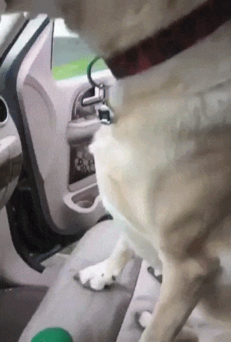 Declined in dog gifs