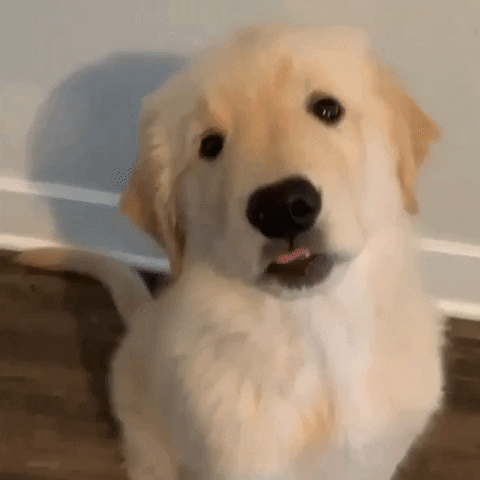 Golden Retriever Puppy GIF Find Share On GIPHY