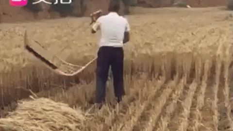 Harvesting hay gif