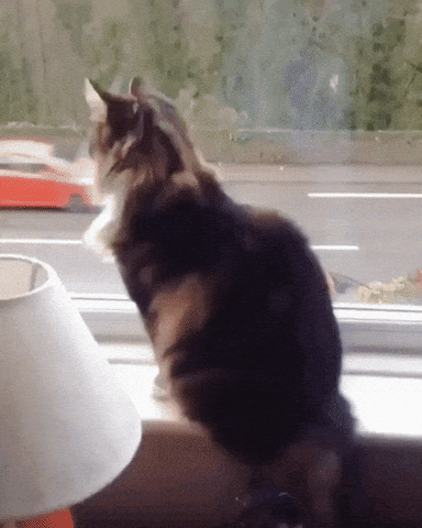 Catto is Waving to a Guy Passing By the House Cute Funny