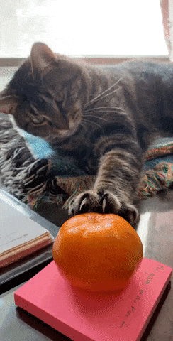 Catto hate mandarin in cat gifs