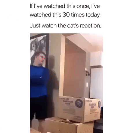 Look at the cat in cat gifs