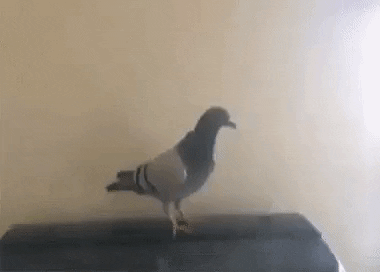Free ride in animals gifs