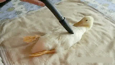 Duck Massaged by a Vacuum Funny Cute