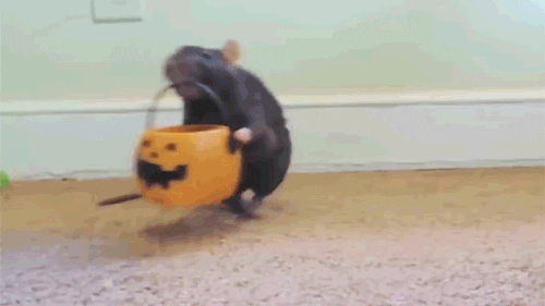 Halloween rat