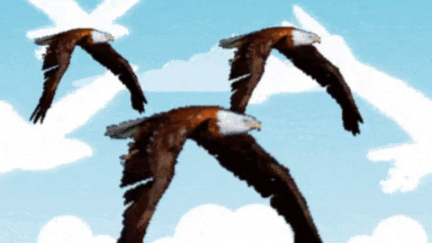 Flying eagles gif