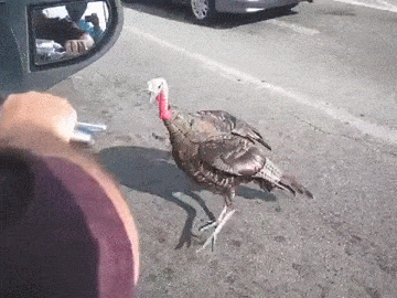 12 Angry Men GIF - Find & Share on GIPHY - 360 x 270 animatedgif 2104kB