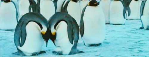 love animals snow penguin neck