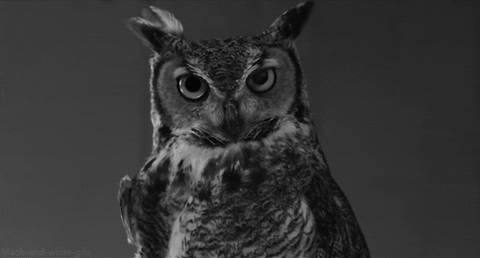 owl animals bird blinking staring