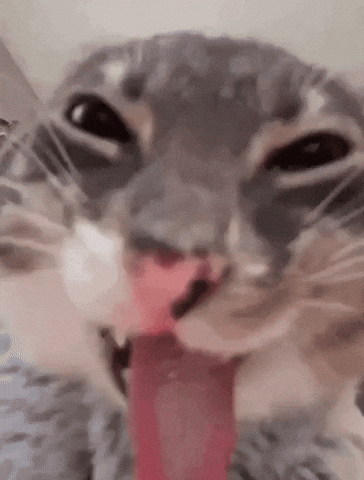 Tounge Freaky Cat