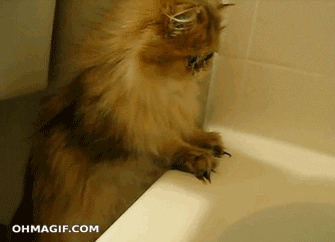 cat funny animals cute water