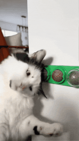 Catnip de Menta Gatuna