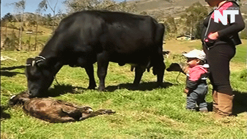 Two Headed Cow GIFs - Find & Share on GIPHY