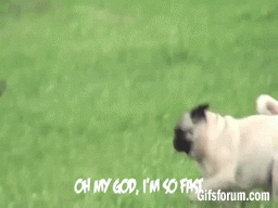 Youtube Pug GIF - Find & Share on GIPHY