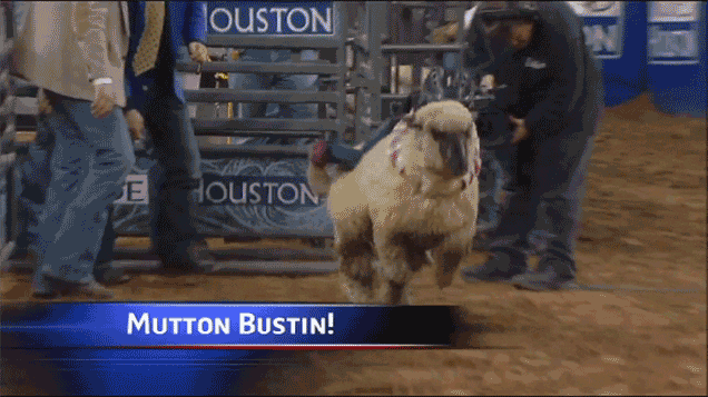 Sheep Rodeo GIF - Find & Share on GIPHY