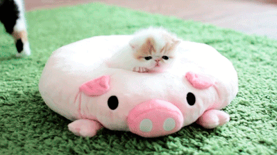 Cute Kittens GIFs - Find & Share on GIPHY