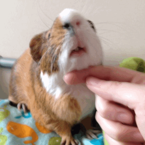 What Is My Guinea Pig Saying?