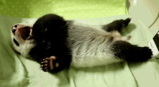 Mic animals cute video panda