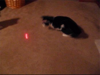 Image result for cats chasing laser gif