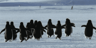 A colony of penguins 