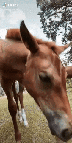 Horses are just big doggos in funny gifs