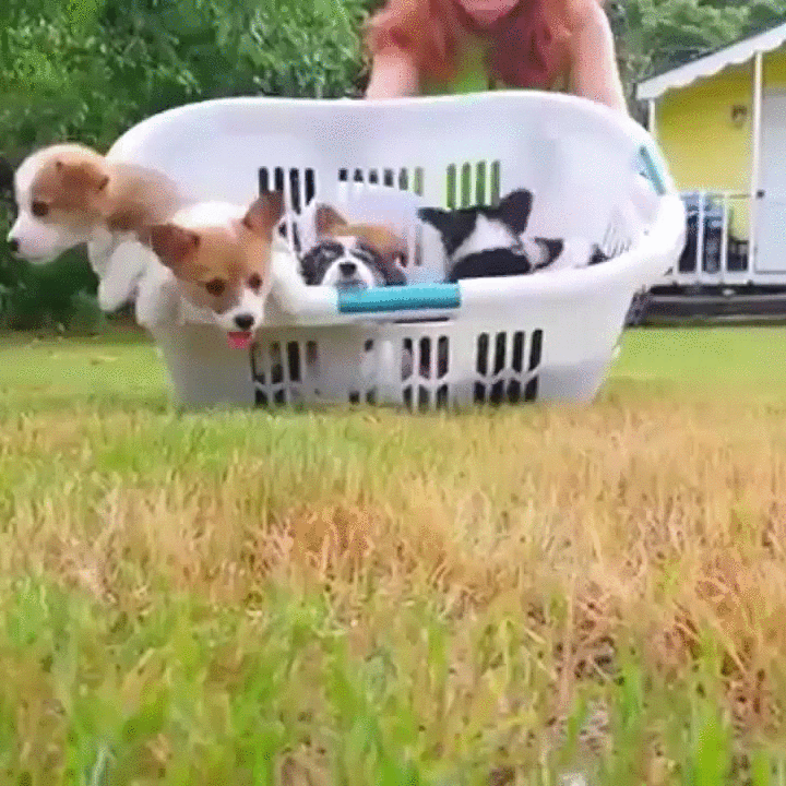 A Basket Full O' Puppies