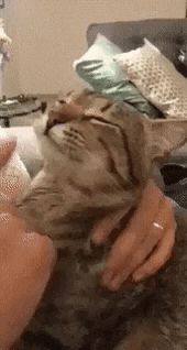Grooming catto in cat gifs