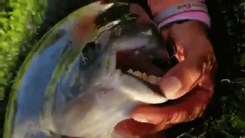 Animated GIF - Find & Share on GIPHY