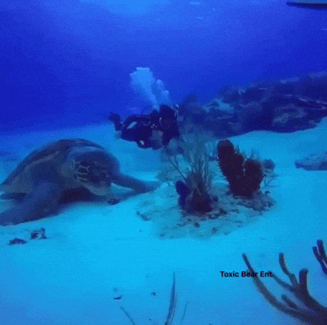 One of the biggest turtle ever recorded on camera in wow gifs
