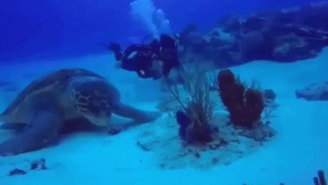 One of the biggest turtle ever recorded on camera