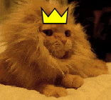 cat king lion roar crown
