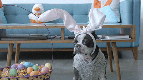 Easter jokes, dog with bunny ears beside Easter basket