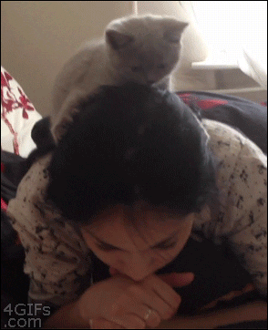 Cat GIFs - Find & Share on GIPHY