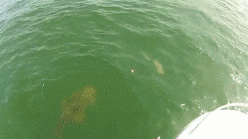 Grouper GIFs - Find & Share on GIPHY