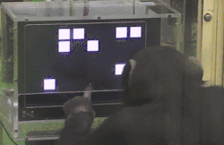 chimp