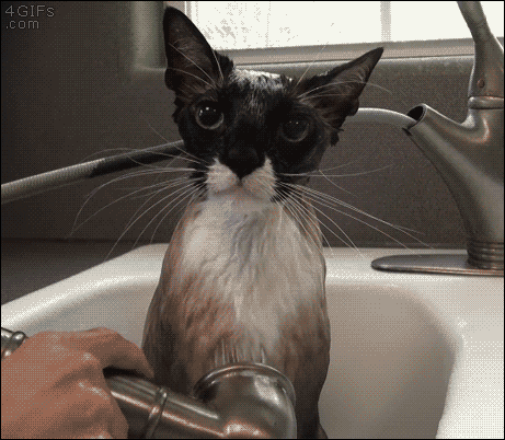 Cat Bath Time GIF - Find & Share on GIPHY