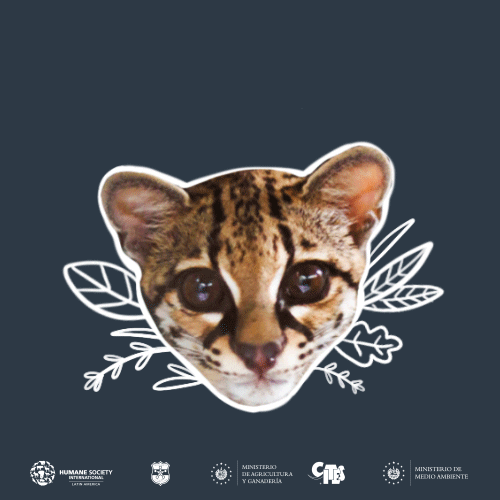 Animales GIF by Ministerio de Medio Ambiente de El Salvador Find