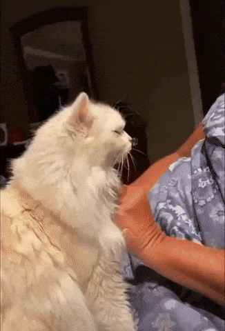 The bubble maker in cat gifs