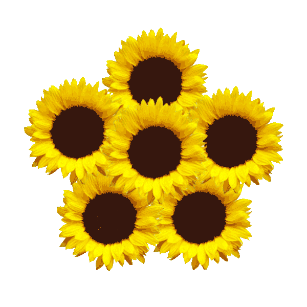 Sun Sunflower Sticker by 1800flowers for iOS & Android GIPHY