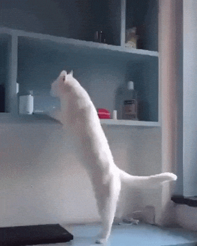 This shelf is mine in cat gifs