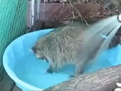 water raccoon